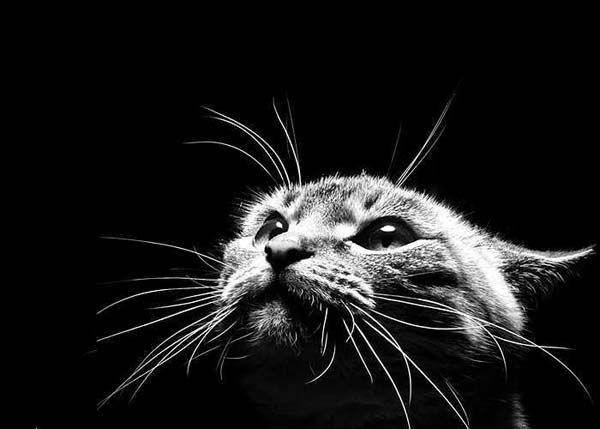 ��� ������� )