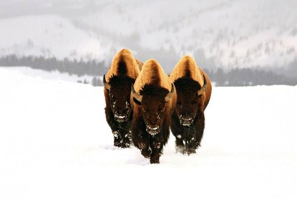 �������� ��������13