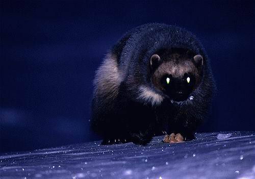 �������� ��������14